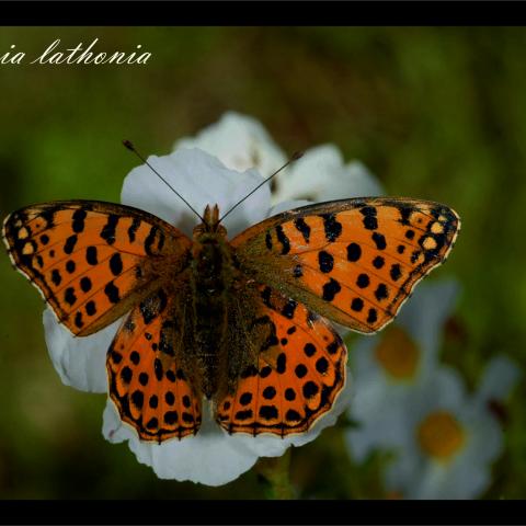 Issorias lathonia