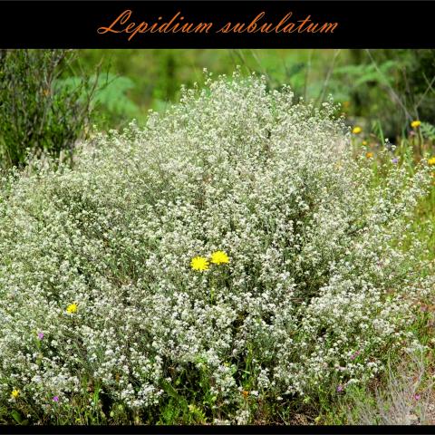 Lepidium subulatum