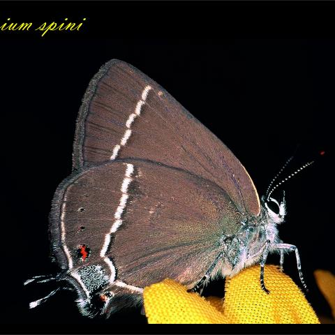 Satyrium spini