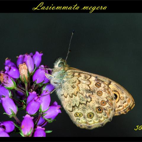 Lasiommata megera
