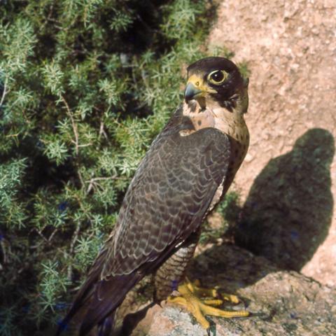 Fauna_Halcón peregrino