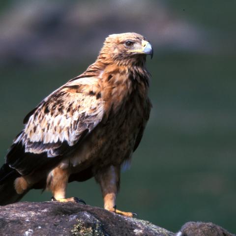 Fauna_Águila imperial ibérica
