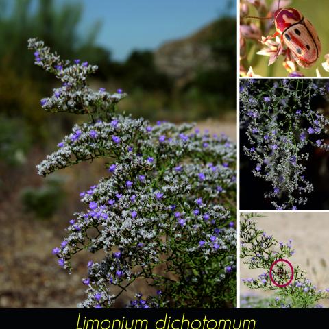 Limonium dichotomum