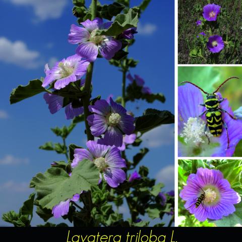 Lavatera triloba