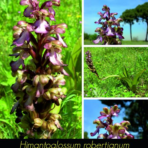 Himantoglossum robertianum