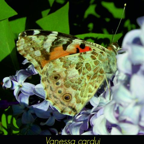 Vanessa cardui