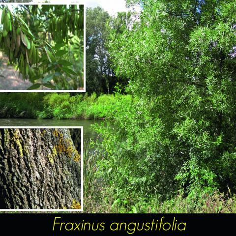 Fraxinus angustifolia