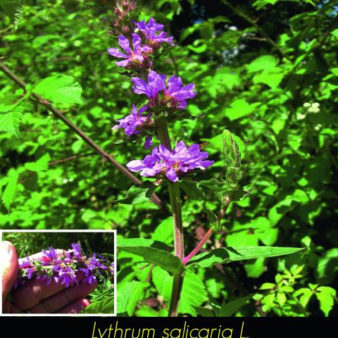 Lythrum salicaria