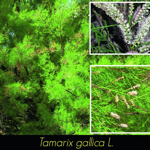 Tamarix gallica