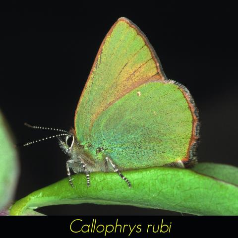 Callophrys rubi