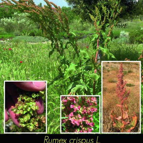 Rumex crispus