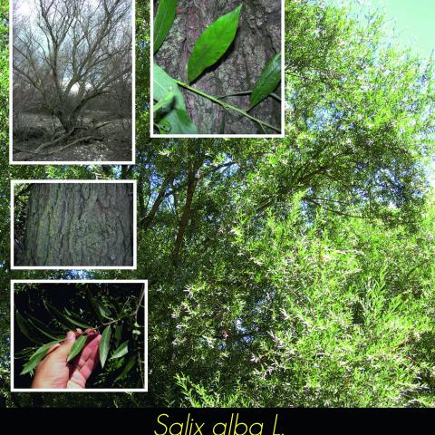 Salix alba
