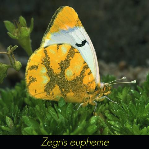 Zegris eupheme