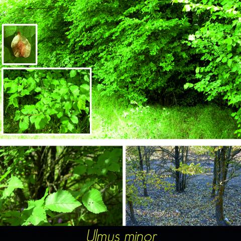 Ulmus minor