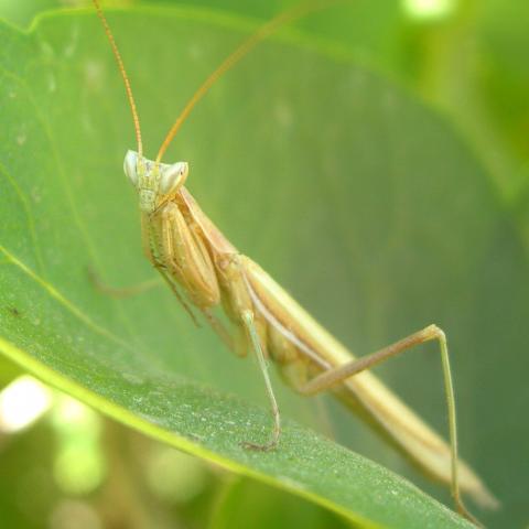 foto insecto abril