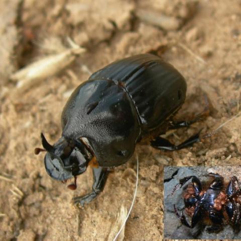 foto insecto feb 25