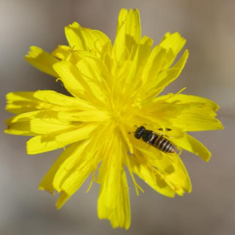 Foto insecto julio 2024