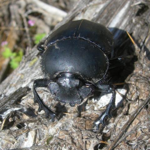 Insecto mes de noviembre