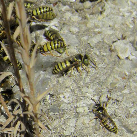Foto insecto septiembre 2024