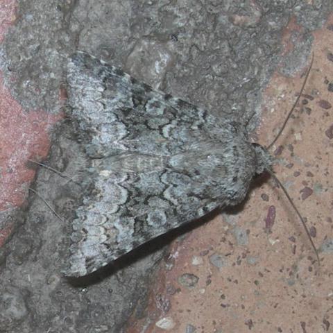 mariposa ago 25