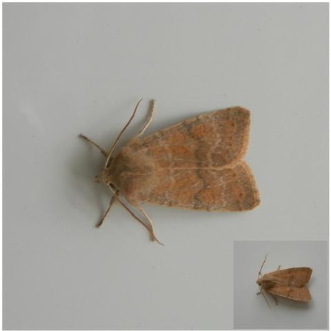 foto mariposa feb 25
