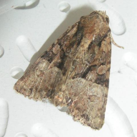 Mariposa del mes de noviembre