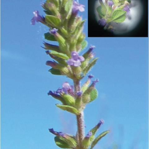 foto planta abril