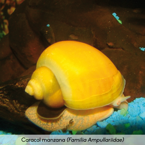 Fauna_Caracol Manzana