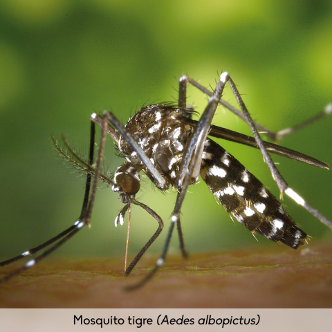 Fauna_Mosquito tigre