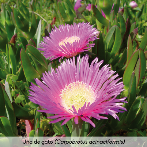 Flora_Uña de gato