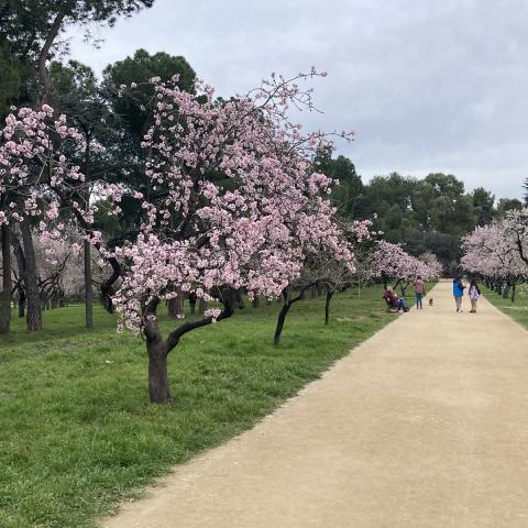 Almendros de la Quinta de los Molinos imagen de almendros en flor