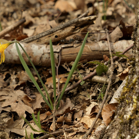 Flor "Narcissus pseudonarcissus"