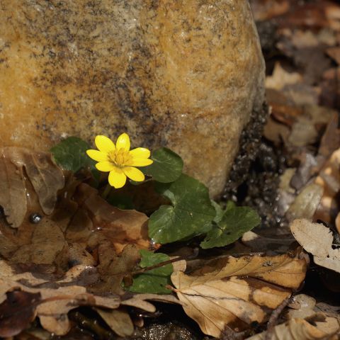 Flor "Ranunculus ficaria"
