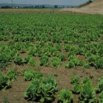 I Programa de Actuación sobre las zonas vulnerables a la contaminación producida por los nitratos procedentes de fuentes agrarias designadas en la Comunidad de Madrid
